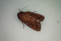 Lacanobia oleracea