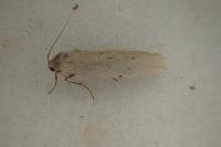 Pelosia muscerda