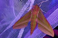 Deilephila elpenor