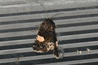 Tyta luctuosa