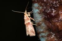 Acrobasis tumidana