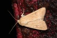Mythimna vitellina