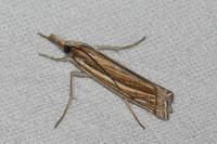 Ancylolomia tentaculella