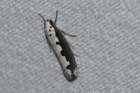 Ethmia bipunctella
