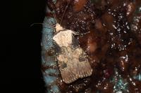 Agrotis puta