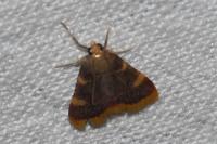 Hypsopygia costalis