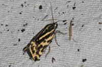 Emmelia trabealis