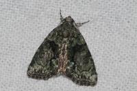 Cryphia algae