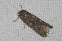 Spodoptera exigua