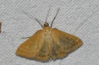 Sitochroa verticalis