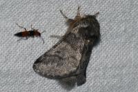 Thaumetopoea processionea