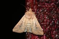 Mythimna albipuncta