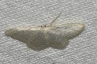 Idaea subsericeata