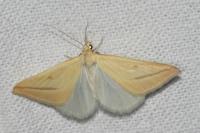 Rhodometra sacraria