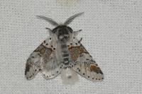 Furcula furcula