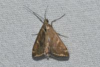 Loxostege sticticalis