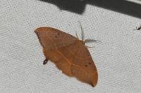 Watsonalla binaria