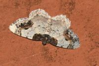 Ligdia adustata