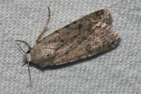Caradrina clavipalpis