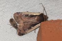 Ochropleura plecta