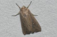 Leucania obsoleta