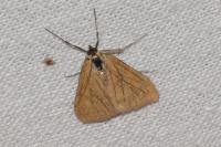 Evergestis forficalis