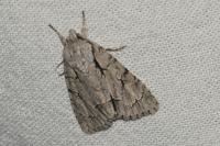 Acronicta psi/tridens
