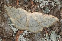 Stegania trimaculata