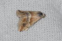 Eublemma parva