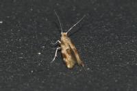 Bucculatrix ulmella