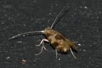 Bucculatrix ulmella