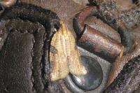Clepsis spectrana