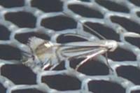 Phyllocnistis ramulicola