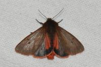 Phragmatobia fuliginosa