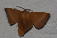 Lasiocampa quercus