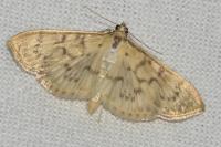Patania ruralis