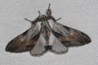 Harpyia milhauseri