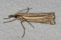 Ancylolomia tentaculella