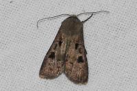 Agrotis exclamationis