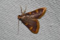 Hypsopygia costalis