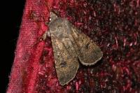 Agrotis segetum