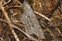 Hypomecis punctinalis