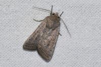 Hoplodrina ambigua