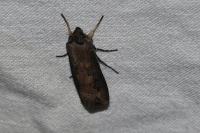 Agrotis ipsilon