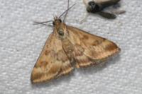 Pyrausta despicata
