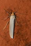 Eilema caniola