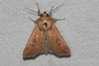 Mythimna albipuncta