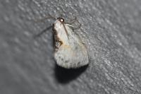 Cilix glaucata