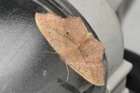 Scopula imitaria
