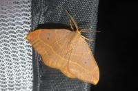 Watsonalla binaria